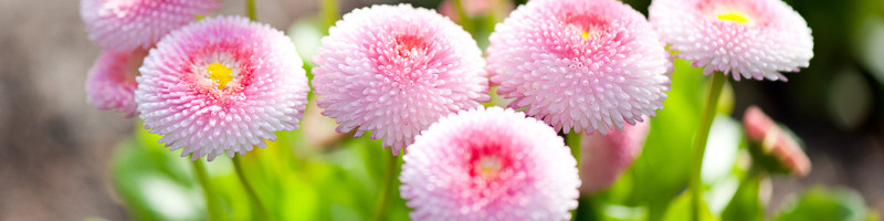 Daisy, Daisies, Common Daisy, English Daisy, Lawn Daisy, Bellis perennis